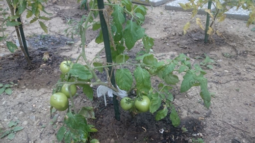 201907260953450.leto-v-terasaciku-01