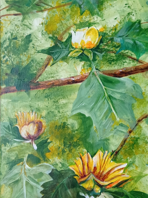 202203161022410.liriodendron-jg-2